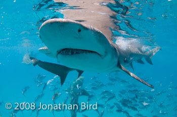 Lemon Shark [Negaprion brevirostris]