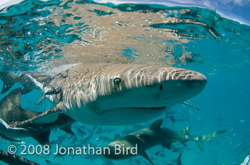 Lemon Shark [Negaprion brevirostris]