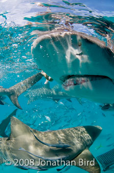 Lemon Shark [Negaprion brevirostris]