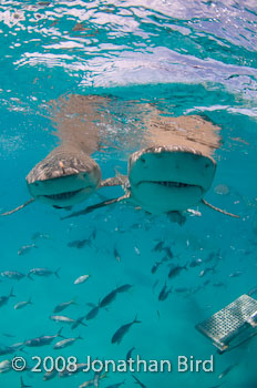 Lemon Shark [Negaprion brevirostris]