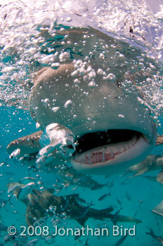 Lemon Shark [Negaprion brevirostris]