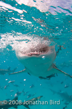 Lemon Shark [Negaprion brevirostris]