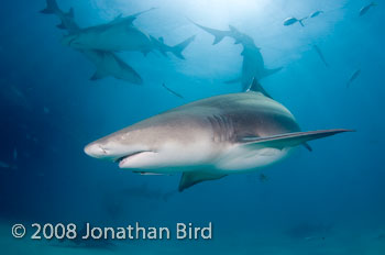 Lemon Shark [Negaprion brevirostris]