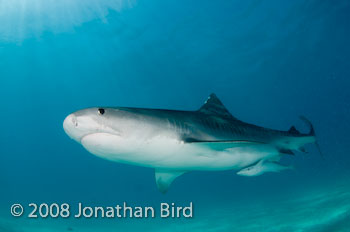 Tiger Shark [Galeocerdo cuvier]