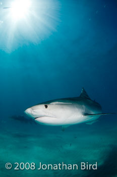 Tiger Shark [Galeocerdo cuvier]