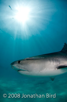 Tiger Shark [Galeocerdo cuvier]