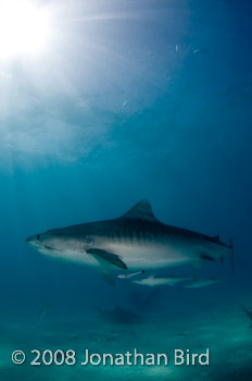 Tiger Shark [Galeocerdo cuvier]