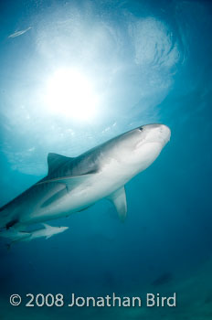 Tiger Shark [Galeocerdo cuvier]