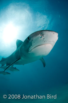 Tiger Shark [Galeocerdo cuvier]