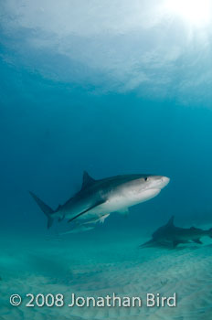 Tiger Shark [Galeocerdo cuvier]