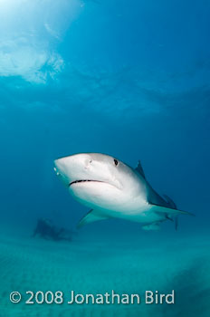 Tiger Shark [Galeocerdo cuvier]