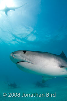 Tiger Shark [Galeocerdo cuvier]