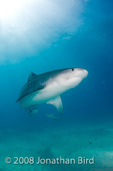 Tiger Shark [Galeocerdo cuvier]