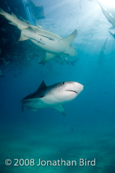 Tiger Shark [Galeocerdo cuvier]