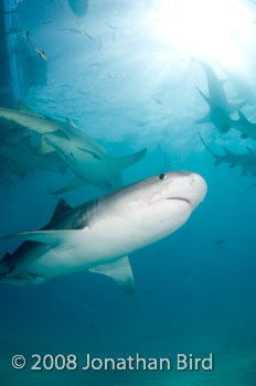 Tiger Shark [Galeocerdo cuvier]