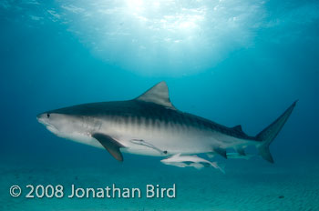 Tiger Shark [Galeocerdo cuvier]