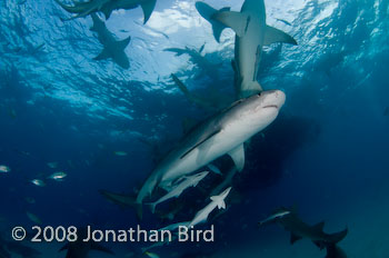 Tiger Shark [Galeocerdo cuvier]