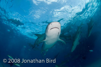 Tiger Shark [Galeocerdo cuvier]