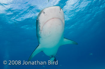 Tiger Shark [Galeocerdo cuvier]