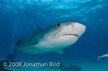 Tiger Shark [Galeocerdo cuvier]