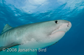 Tiger Shark [Galeocerdo cuvier]