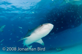 Tiger Shark [Galeocerdo cuvier]