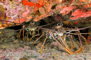 Caribbean Spiny Lobster [Panulirus argus]