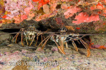 Caribbean Spiny Lobster [Panulirus argus]