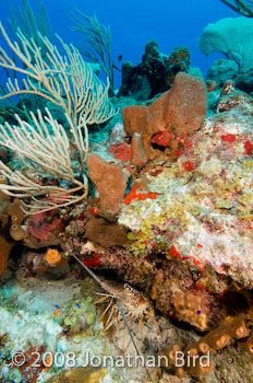 Caribbean Spiny Lobster [Panulirus argus]