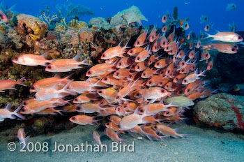 Longspine Squirrelfish [Holocentrus rufus]