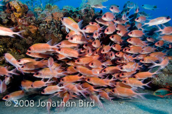 Longspine Squirrelfish [Holocentrus rufus]