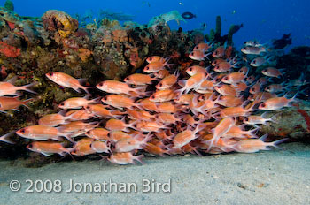 Longspine Squirrelfish [Holocentrus rufus]