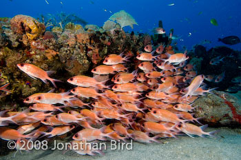 Longspine Squirrelfish [Holocentrus rufus]