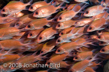 Longspine Squirrelfish [Holocentrus rufus]