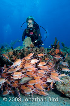 Longspine Squirrelfish [Holocentrus rufus]