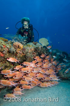 Longspine Squirrelfish [Holocentrus rufus]