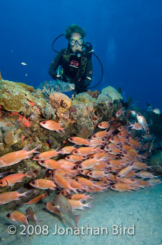 Longspine Squirrelfish [Holocentrus rufus]