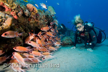 Longspine Squirrelfish [Holocentrus rufus]