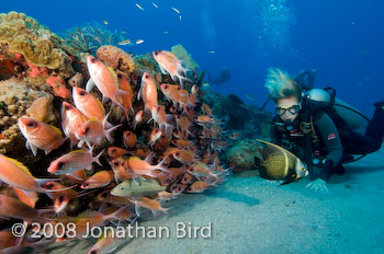 Longspine Squirrelfish [Holocentrus rufus]