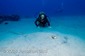Southern Stingray [Dasyatis americana]