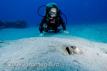 Southern Stingray [Dasyatis americana]