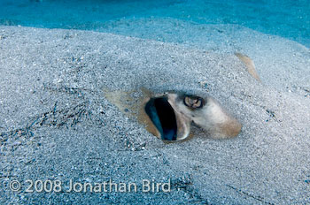 Southern Stingray [Dasyatis americana]