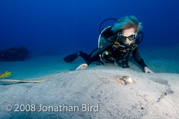 Southern Stingray [Dasyatis americana]