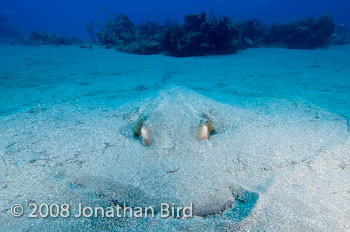 Southern Stingray [Dasyatis americana]