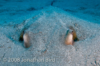 Southern Stingray [Dasyatis americana]