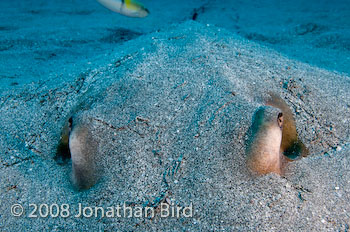 Southern Stingray [Dasyatis americana]