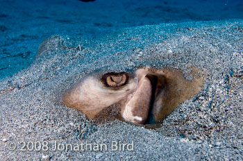 Southern Stingray [Dasyatis americana]