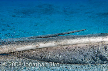 Southern Stingray [Dasyatis americana]