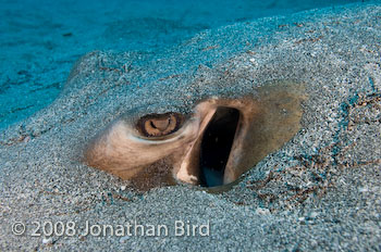 Southern Stingray [Dasyatis americana]