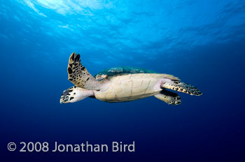 Hawksbill Sea turtle [Eretmochelys imbricata]